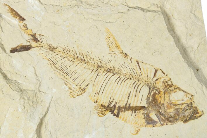 Bargain, Detailed Fossil Fish (Diplomystus) - Wyoming #354067